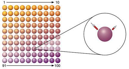 Ogni diversa microsfera (determinata da un solo colore), sarà legata ad un anticorpo specifico per un