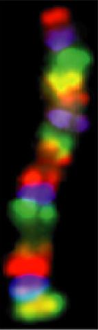 CROMOSOMI Α C) SONDE CHE