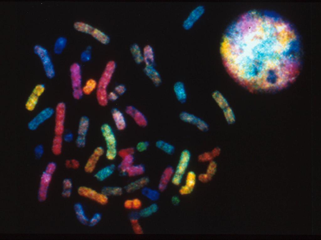 Chromosome painting probes Piastra metafasica dopo