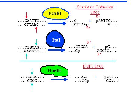 Endonucleasi di restrizione Enzimi che
