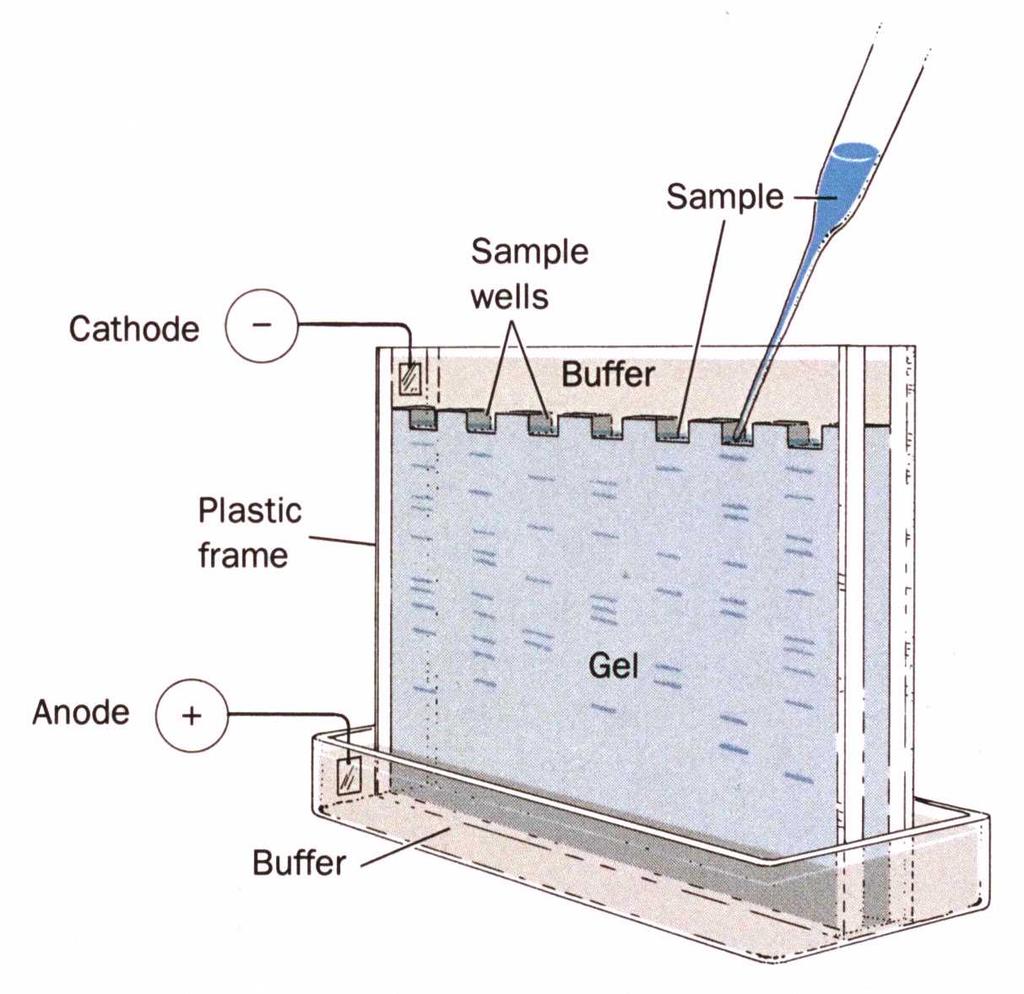 Elettroforesi su gel : Separa le molecole per