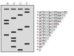 Sequenziamento del DNA: il metodo di Sanger pozzetti autoradiogramma Sintesi enzimatica di una nuova catena di DNA sullo stampo, usando dntp e didesossi nucleotidi (senza 3 OH) marcati con