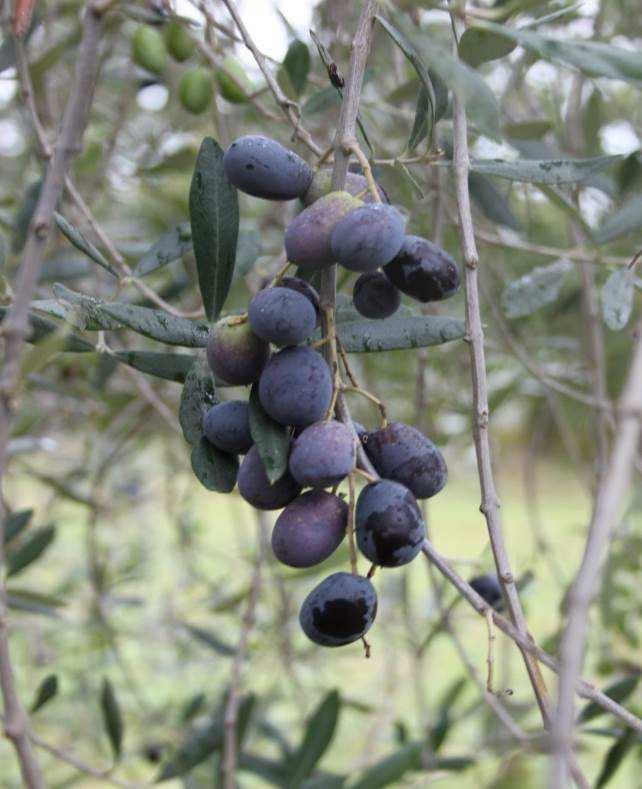 olio si presenta con intensi profumi e sapori di fruttato di oliva medi-intensi, il profumo rivela sentori prevalenti di mandorla accompagnati da