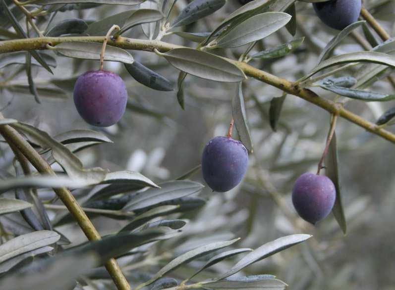 in impianti secolari che in nuovi oliveti specializzati.
