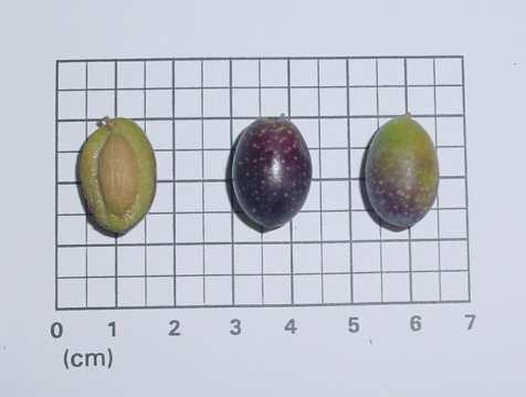 evidenti Attitudine alla radicazione: media Resa in olio: media Sentori monovarietale di Rossina Pomodoro Olio caratterizzato da fruttato di oliva medio, l amaro viene percepito con intensità