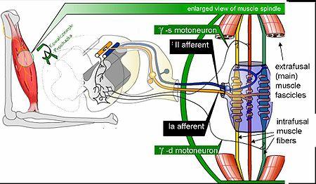 Fig. 1. Schema di fuso neuromuscolare di mammifero.