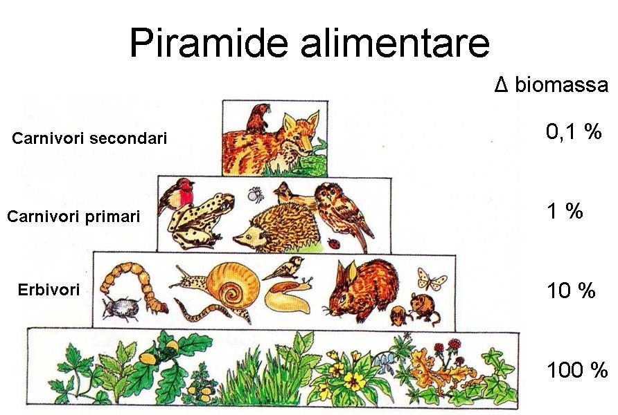 di biomassa = quantità di biomassa stabile presente in ciascun livello trofico di un ecosistema; tendono ad essere invertite quando a