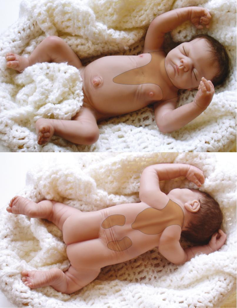 Nel feto umano il differenziamento dei fibroblasti preadipociti in tessuto adiposo bruno inizia alla 20 settimana di gestazione. Alla nascita il grasso bruno costituisce l 1% del peso corporeo.