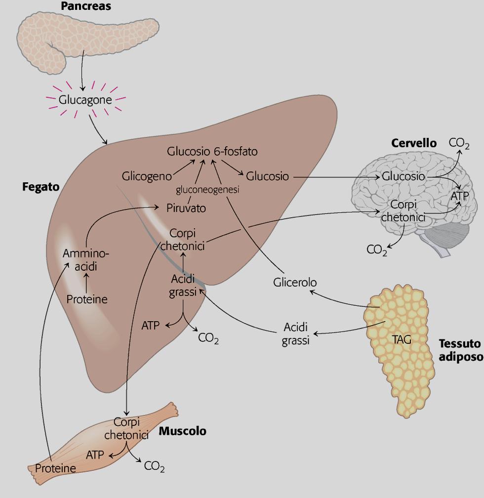 IL GLUCAGONE CONTRASTA GLI EFFETTI DELL INSULINA Stato di digiuno: il fegato glucogenico Dopo alcune ore di digiuno il fegato diventa per il cervello la fonte principale di glucosio.