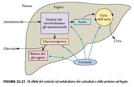 Nel tessuto adiposo: stimola il rilascio di acidi grassi (combustibili per molti tessuti) e di glicerolo (al fegato per la gluconeogenesi) Nel muscolo: stimola la demolizione di proteine muscolari