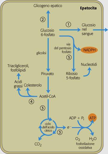 ZUCCHERI Una volta entrato nel fegato, il glucosio viene fosforilato a