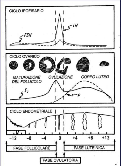 Il ciclo ovarico Fase follicolare: Caratterizzata dallo sviluppo coordinato di un solo follicolo dominante, che dovrebbe essere maturo e pronto per l ovulazione a metà del ciclo.