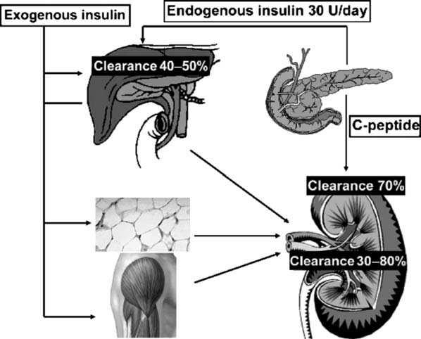 Effetti dell insulina sul rene L insulina aumenta il riassorbimento tubulare del sodio cio spiega l insorgenza di fenomeni edematosi che talvolta si verificano in corso di insulino terapia, inoltre
