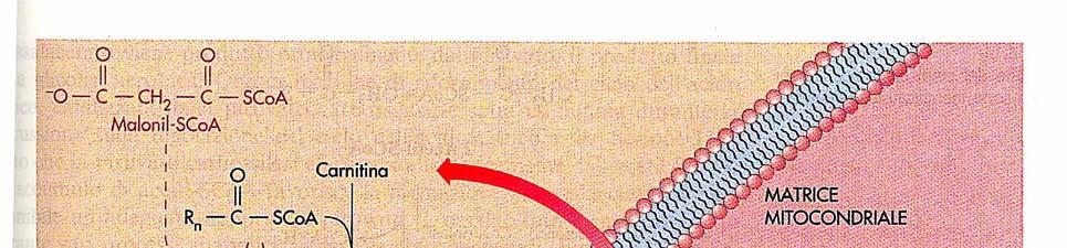 Regolazione allosterica dell ossidazione degli acidi grassi Il malonil-coa CoA,, il
