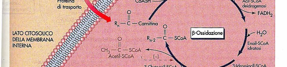 Regolando l acetill CoA carbossilasi,, che sintetizza malonil CoA, è possibile