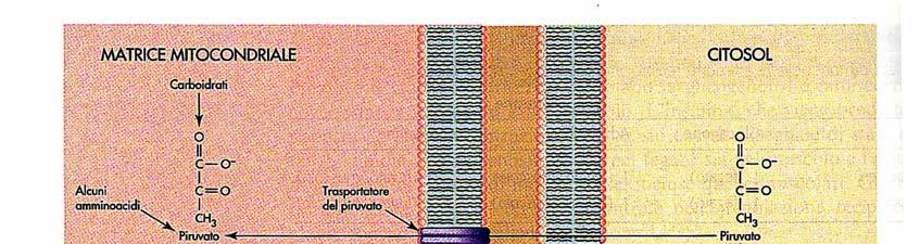 Il citrato trasporta
