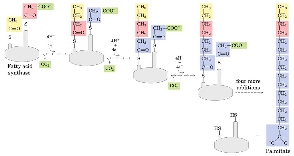 La sintesi del palmitato I cicli di allungamento si susseguono fino alla formazione di C 16