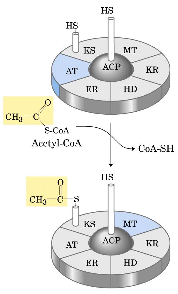 Prima tappa Il gruppo acetilico dell acetil CoA viene trasferito al gruppo -SH di un residuo