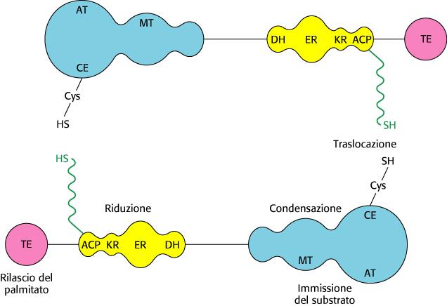 L acido grasso sintasi animale La proteina funzionale è un dimero.. Ciascuna delle catene identiche nel dimero contiene tre domini.