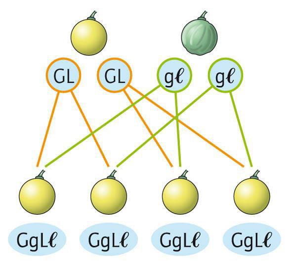 L ereditarietà di caratteri diversi tra loro figli genitori (ceppi puri) G = giallo g = verde L = liscio l = rugoso Il seme del