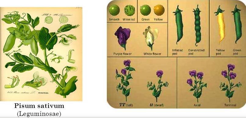 I caratteri del pisello Per i suoi studi Mendel usò la pianta del pisello, che è semplice da coltivare e cresce in fretta.