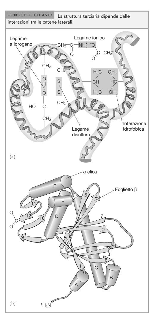 la struttura primaria di una protei