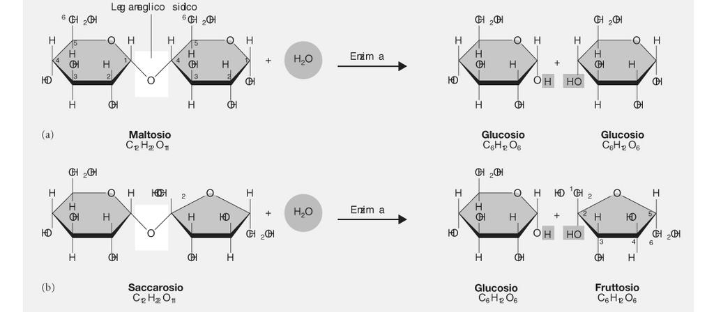 Il glucosio serve anche per la sintesi di altri composti (i.e. amminoacidi e acidi grassi).