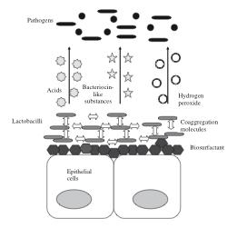 PATOGENI acidi Batteriocine perossido d idrogeno