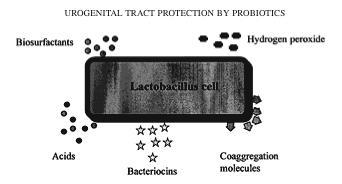 biosurfactante molecole coaggreganti LATTOBACILLO perossido di idrogeno sost acide sost acide acido