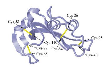 Composti organici dello zolfo: ponti disolfuro Complementi di Chimica rganica I gruppi disofuro formati all interno di proteine dalle