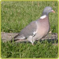 COLOMBACCIO Nome: Colombaccio Famiglia: Columbidae Nome scientifico: Columba palumbus COME RICONOSCERLO Il colombaccio ha dimensioni medie e poco superiori a quelle di un Colombo torraiolo (chiamati