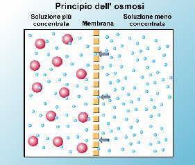 L Osmosi Proprietà colligative OSMOSI flusso delle particelle di solvente (ma non di soluto) attraverso una membrana semipermeabile, da una soluzione più diluita ad una più concentrata.