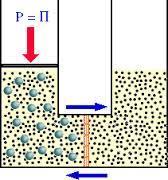 Soluzione meno concentrata (ipotonica) Pressione osmotica