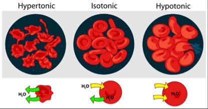 Pressione osmotica Proprietà colligative L effetto sulla tonicità cellulare: I globuli rossi Le membrane che separano i vari compartimenti cellulari