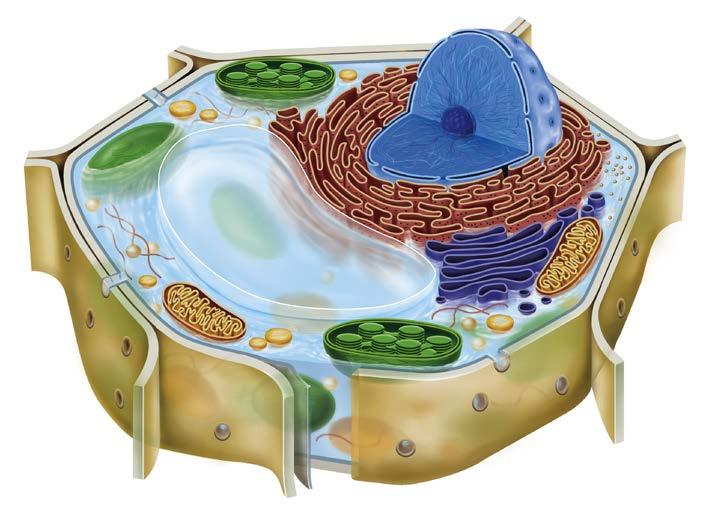 Cellule animali e vegetali Tra le cellule eucariote animali e vegetali esistono differenze piuttosto importanti; nelle cellule vegetali, per esempio, sono presenti i plastidi, organuli che permettono