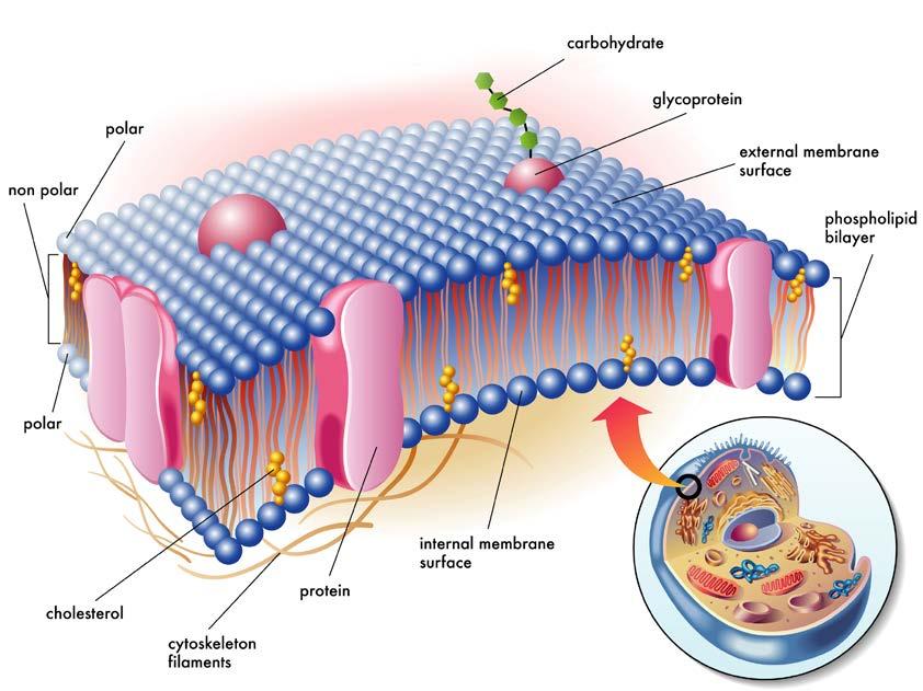 Membrana plasmatica La membrana cellulare, o plasmatica, riveste tutte le cellule.