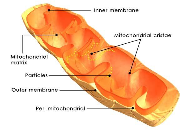 Mitocondri Sono organuli citoplasmatici circondati da una doppia membrana con creste sporgenti all interno.
