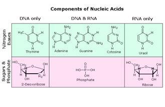I Nucleotidi Hanno Tre Componenti Base azotata Nucleotidi https://www2.chemistry.msu.edu/faculty/reusch/virttxtjml/nucacids.
