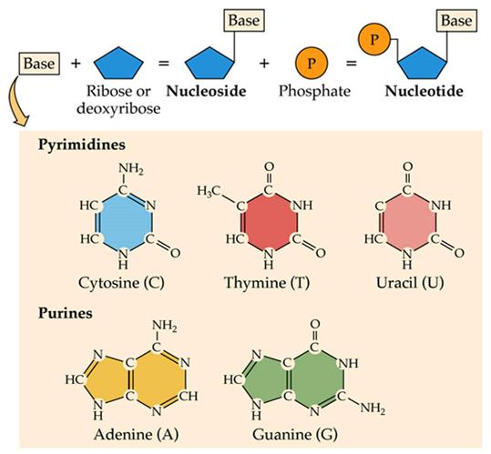 In biochimica, per base azotata, si intende una delle cinque basi che compongono i nucleotidi degli acidi nucleici DNA e RNA, ossia l adenina (A) e la guanina (G) dette basi puriniche o purine e la