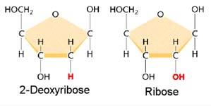 Ribosio Vs. Desossirbosio Il 2 Desossi Ribosio del DNA viene sostituito dal Ribosio nel RNA.