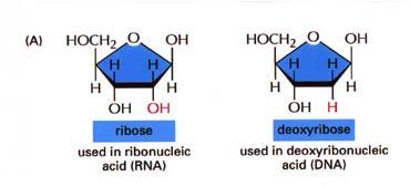 html I nucleotidi che contengono deossiribosio sono i deossiribonucleotidi e sono i monomeri del DNA.