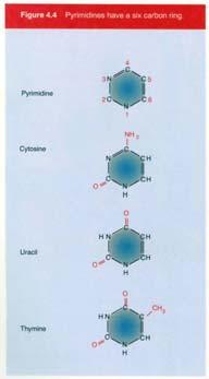 Nucleotidi (2) Gli anelli che contengono N sono chiamati basi per ragioni storiche: in condizioni acide ciascuno di essi può legare un protone (H + ) e quindi aumentare la