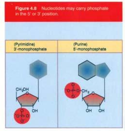 I nucleosidi e i loro mono, di e tri fosfati Base Nucleoside Nucleotidi Adenina (A) Deossiadenosina damp dadp datp Guanina (G) Deossiguanosina dgmp dgdp dgtp DNA Citosina (C) Deossicitidina dcmp dcdp