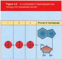 il loro gruppo fosfato legato sia al carbono 5 che al carbono 3 del pentoso.