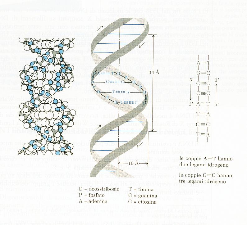 Struttura secondaria del DNA modello Watson-Crick Elica destrorsa costituita da due catene polinucleotidiche antiparallele Le basi sono all interno dell elica allineate ad angolo retto con l asse