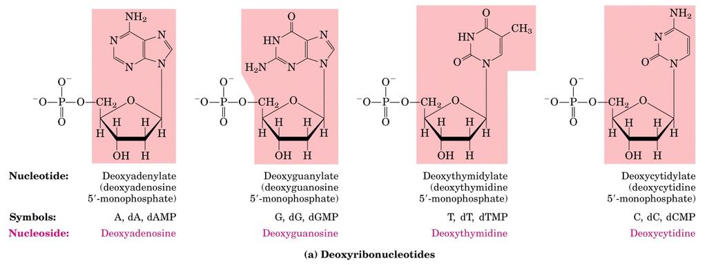 Deossiribonucleotidi Deossiadenilato (deossiadenosina 5 -monofosfato) Deossiguanilato (deossiguanosina 5 -monofosfato) Deossitimidilato