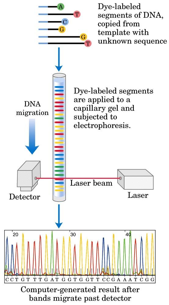 Segmenti di DNA marcati con un colore, copiati dallo stampo con la sequenza da identificare Migrazione del DNA I segmenti marcati con il colore sono caricati su un capillare