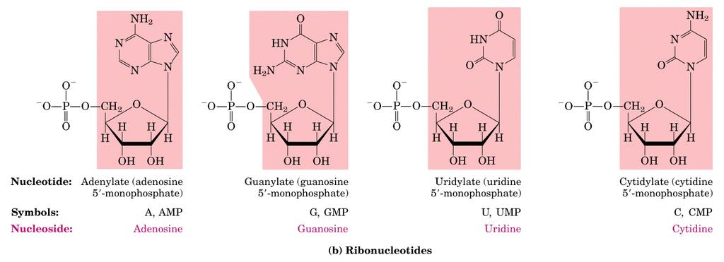Ribonucleotidi Adenilato (adenosina 5 -monofosfato) Guanilato (guanosina 5 -monofosfato) Uridilato