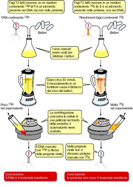 L esperimento di Hershey-Chase (1952) La conferma dei risultati venne quando altri campioni di batteri e di particelle fagiche marcate furono incubati insieme per periodi di tempo più lunghi, in modo