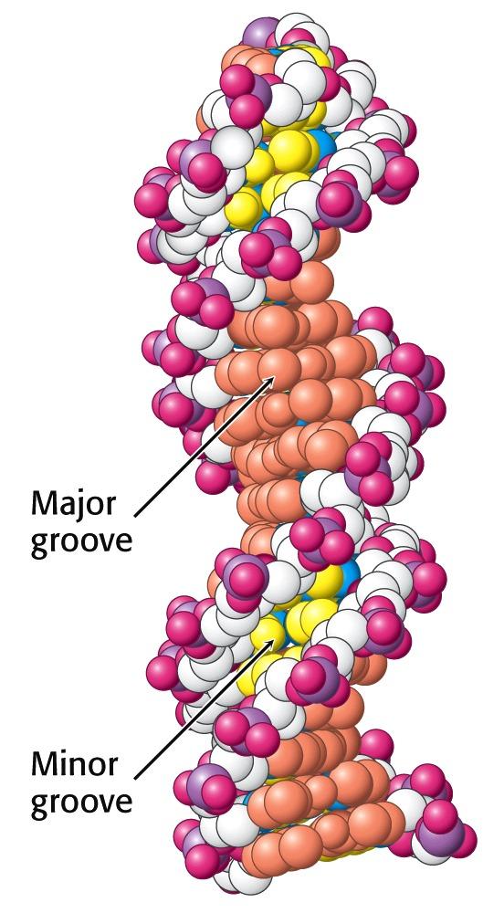 Le molecole degli acidi nucleici a doppia elica contengono due infossature, o